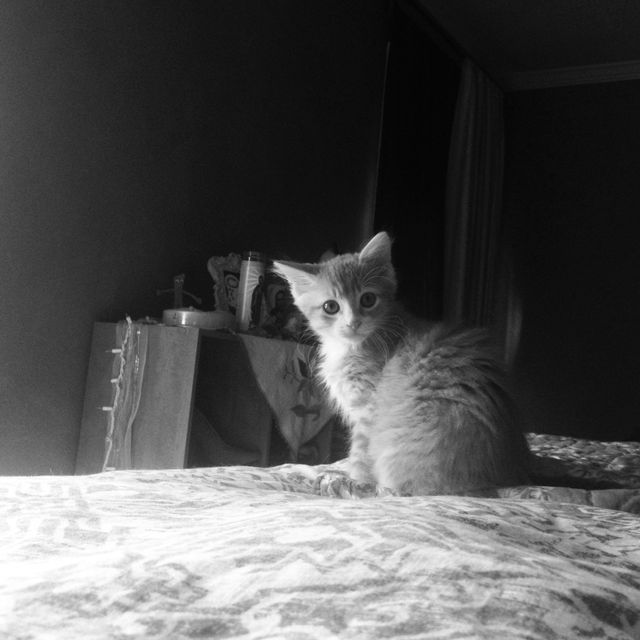 B&amp;W Meow