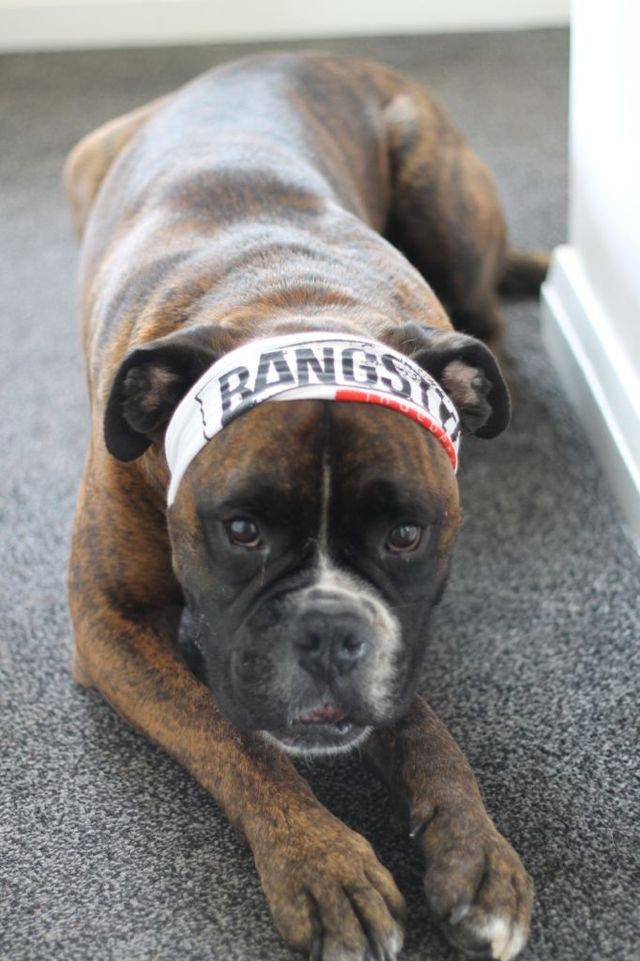 BangStyle Boxer