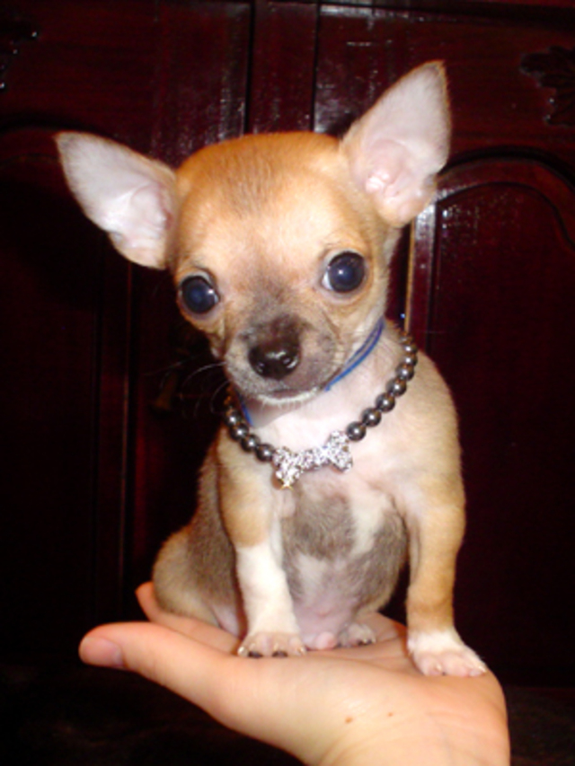 Chihuahua6