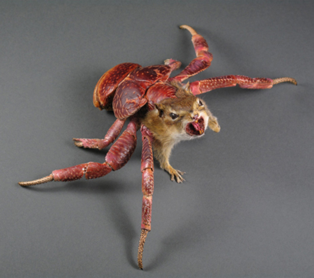 Crabby_2010_650px