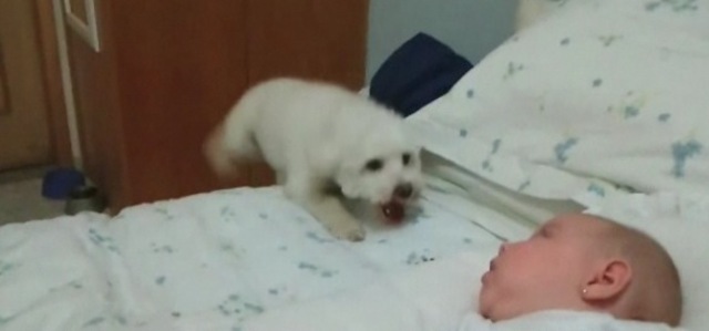 Dog Baby Youtube Gravity