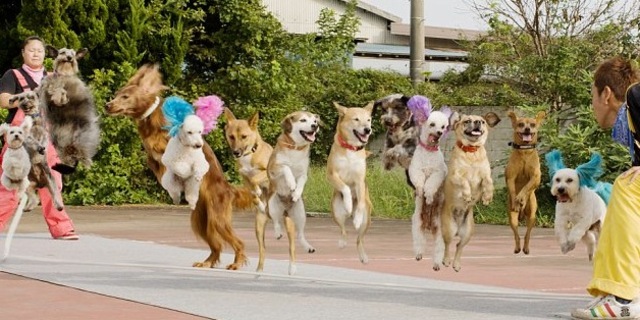 Dogs Banstyle