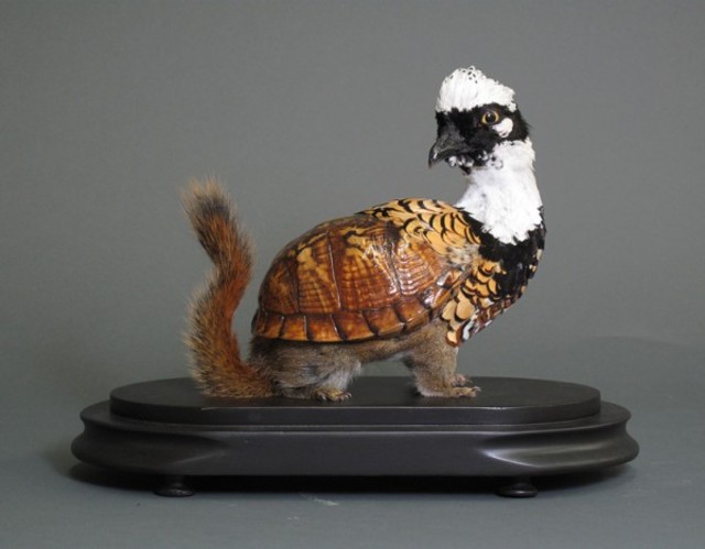 Enrique-Gomez-de-Molina-Taxidermy-Hybrids-2-600x468