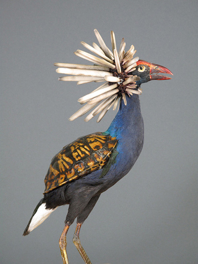 Enrique-Gomez-de-Molina-Taxidermy-Hybrids-5