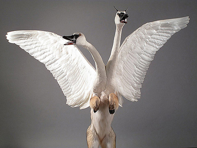 Enrique-Gomez-de-Molina-Taxidermy-Hybrids-8