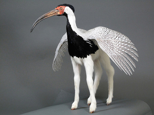 Enrique-Gomez-de-Molina-Taxidermy-Hybrids-9