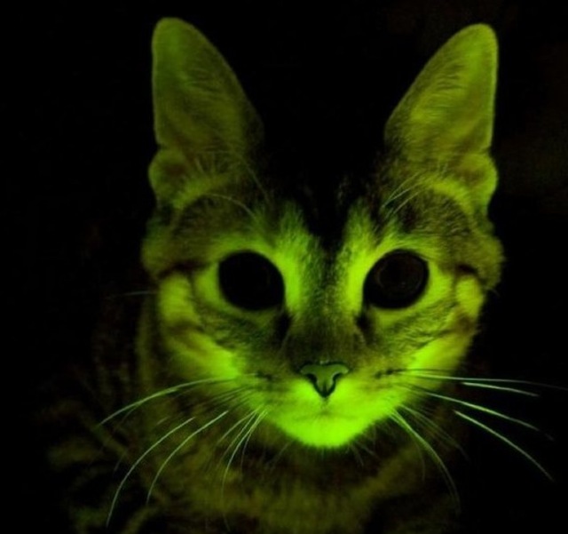 GlowInTheDark Cats Bangstyle 1