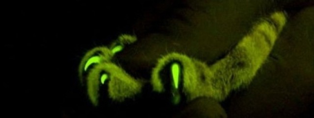 GlowInTheDark Cats Bangstyle 2