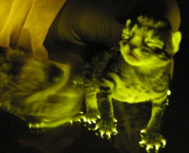 GlowInTheDark Cats Bangstyle 3