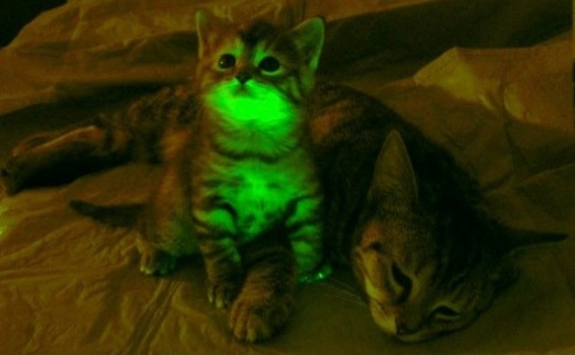 GlowInTheDark Cats Bangstyle 4
