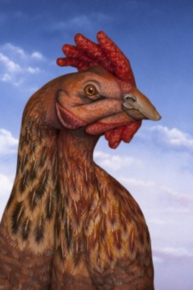 Guido Daniele Bangstyle.Com 13