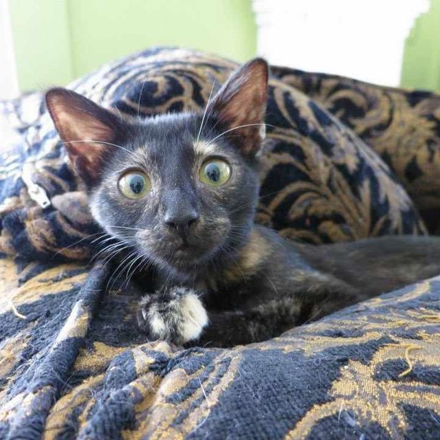 I getz it meow