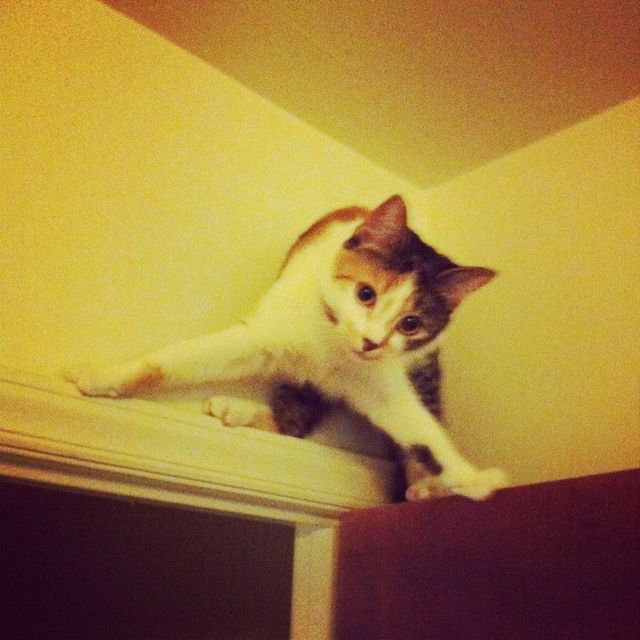 I iz Tom Cruise