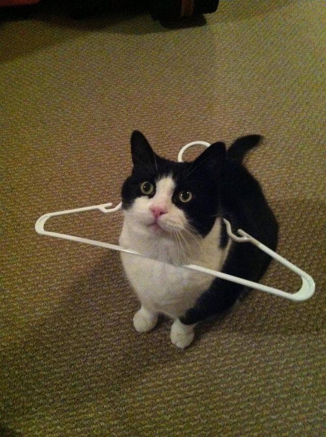 I iz hang myself
