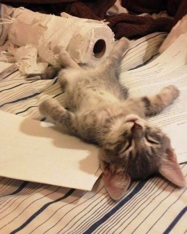 I iz tuckered
