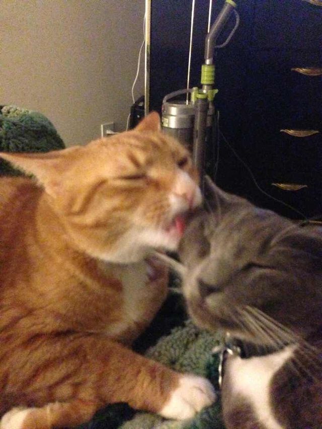 I lubz kizzes
