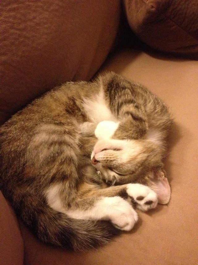 I rollz 