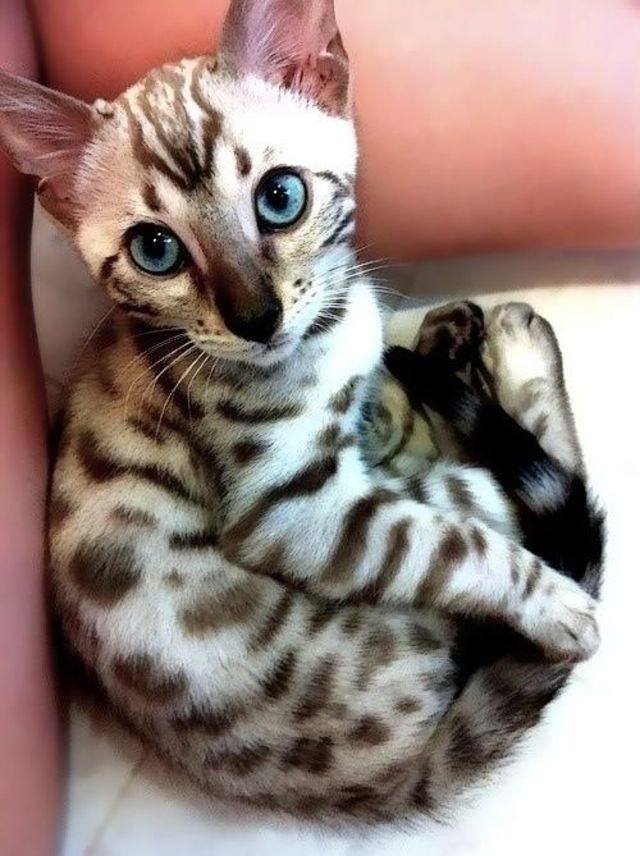 I wear spots and stripes