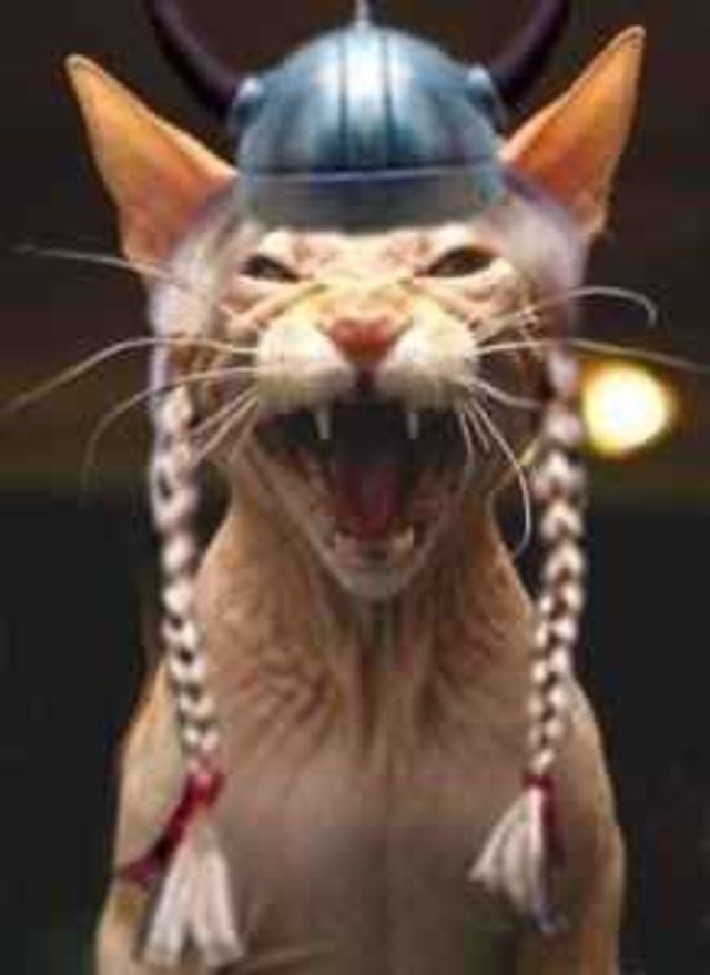 Ibz down do meow 
