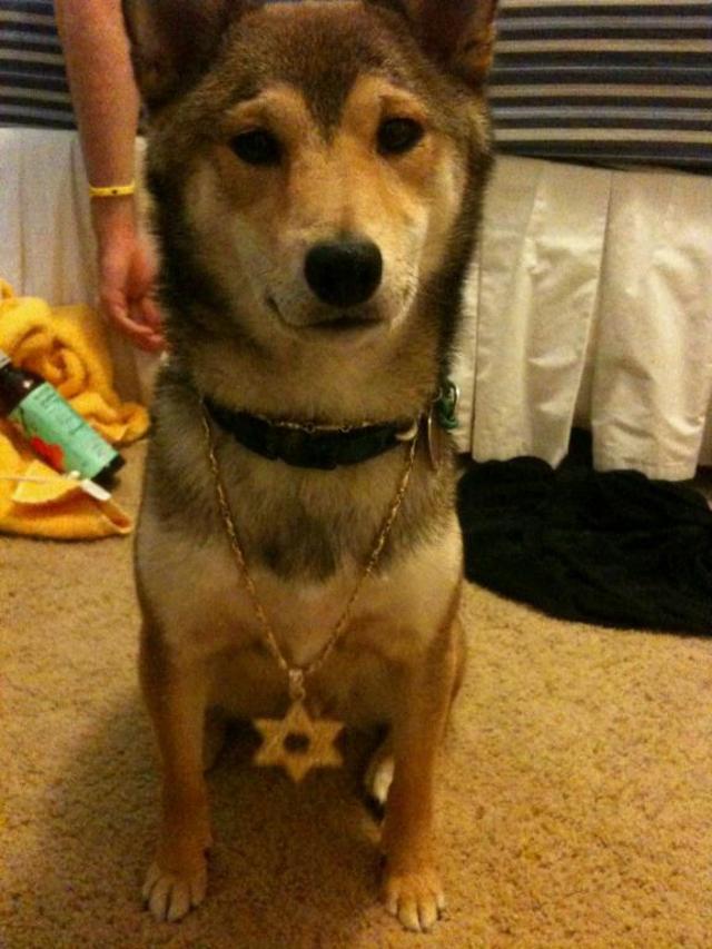 Jewish Jew Dog Kobe Levin