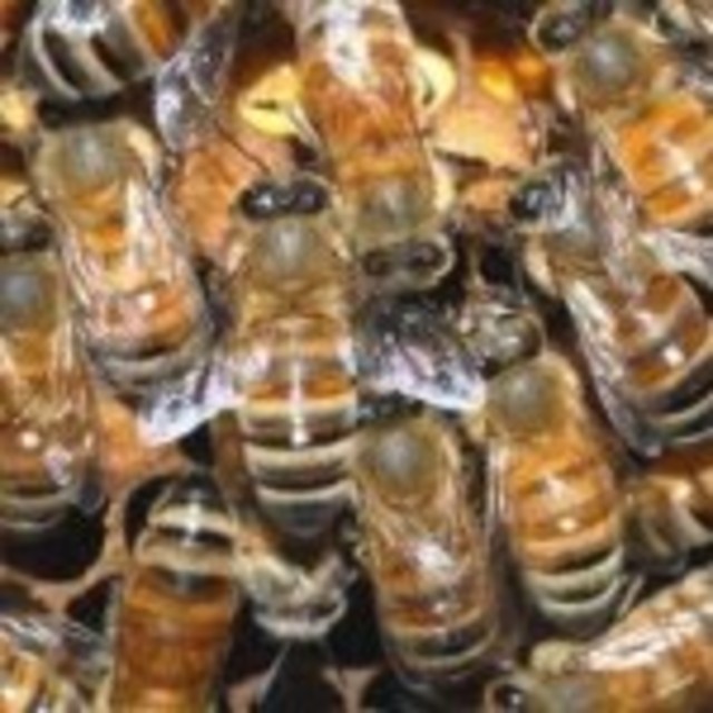 Killer-Bees-150x150
