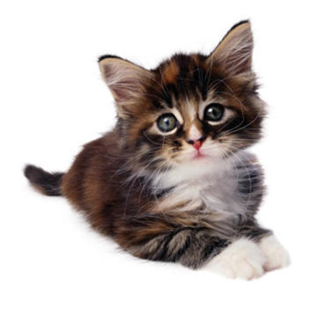 Kitty