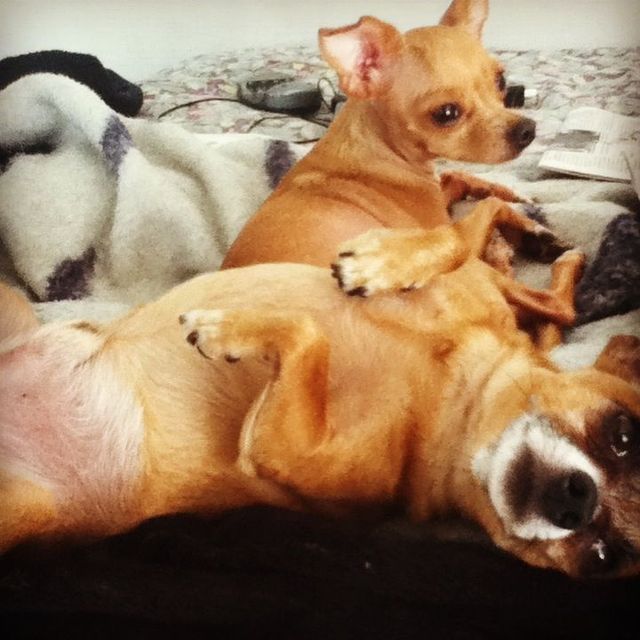 Lola&amp;Papa