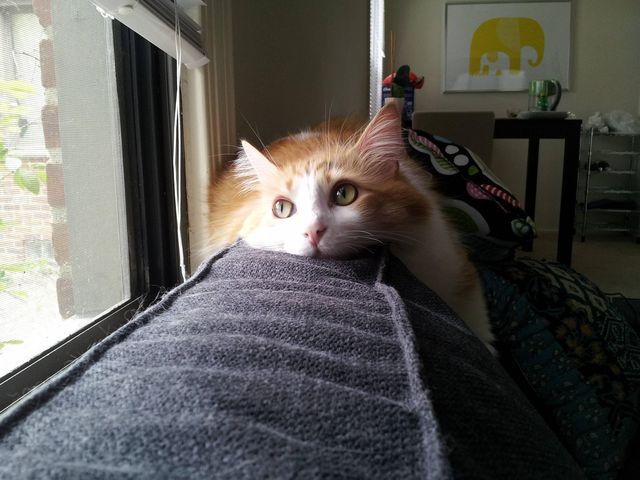 Orphan Annie meows tomorrow