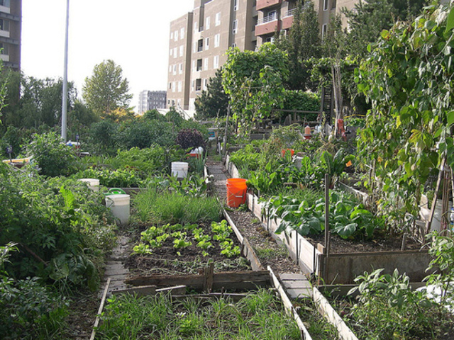 Seattle Food Forest