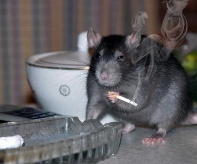 Smoking Rats Bangstyle2