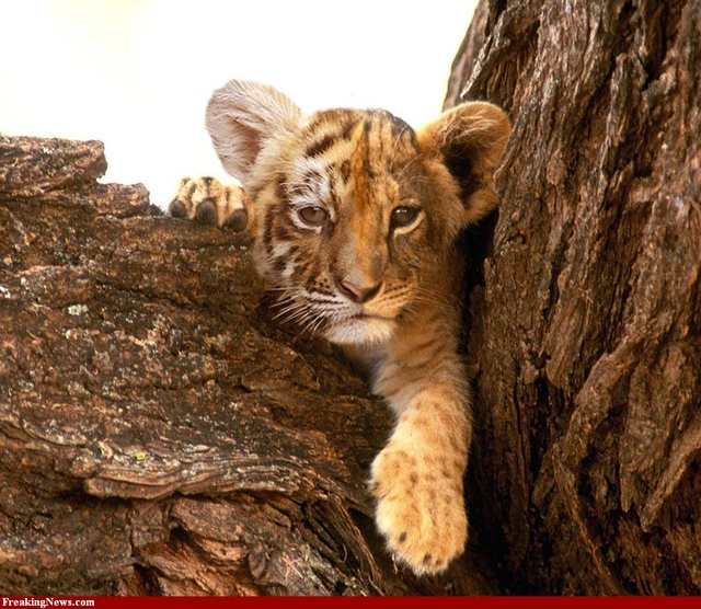 Tigon-Cub-27080