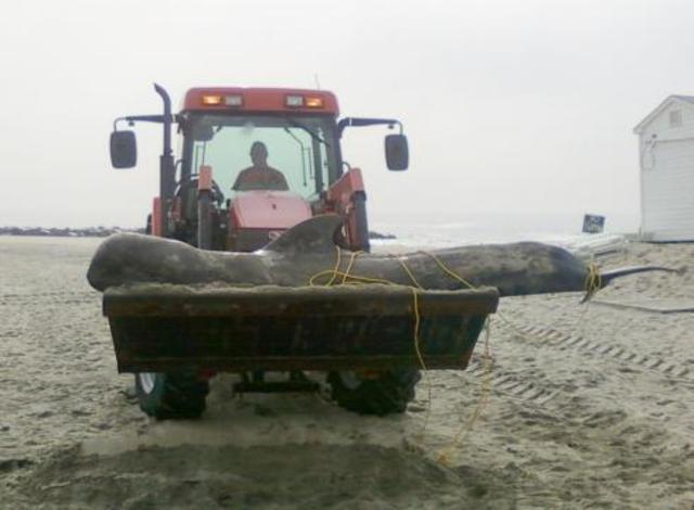 Whale-with-bullet-wound-washes-up-in-NJ-GEEMBP0-x-large