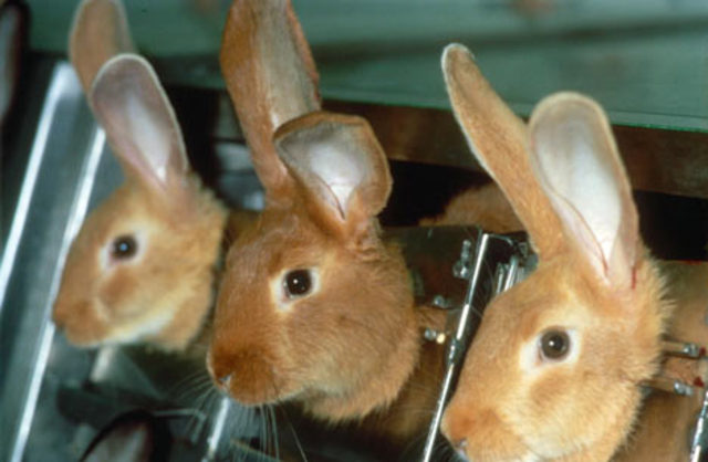 animal-testing