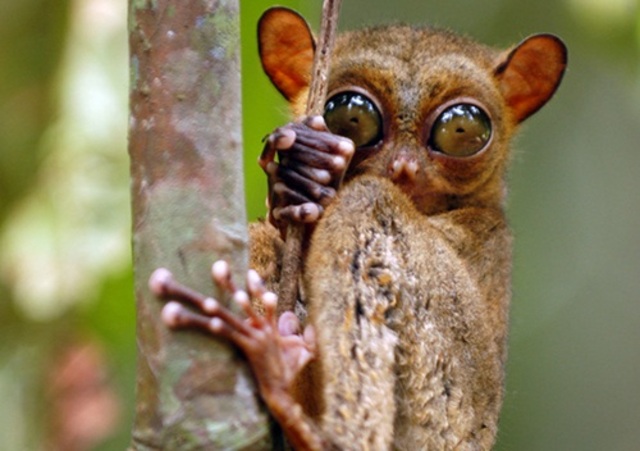 tarsier