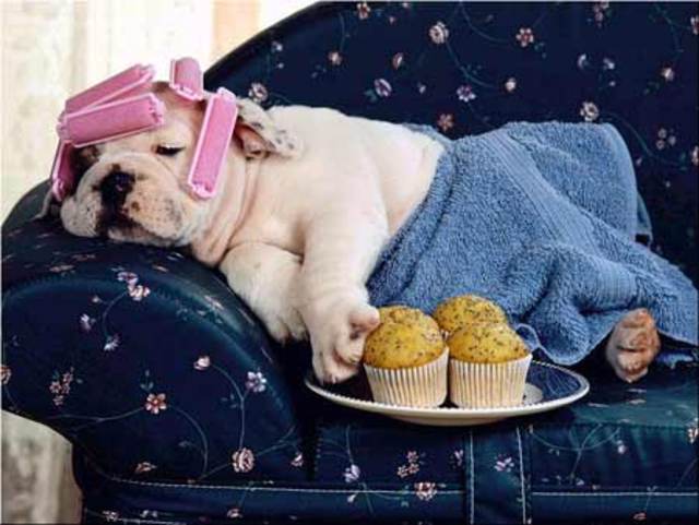 pampered