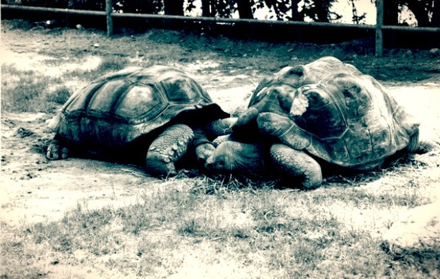 turtlebreakup115