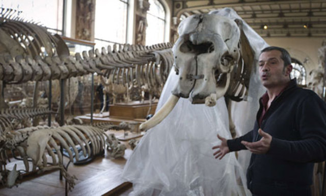 Elephant skeleton Jacques Cuisin Paris Natural History Museum