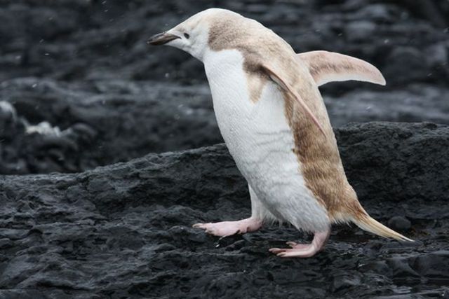 all-white-penguin-spotted_46843_600x450