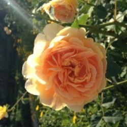 Re sized avatar 1340314504 200x200