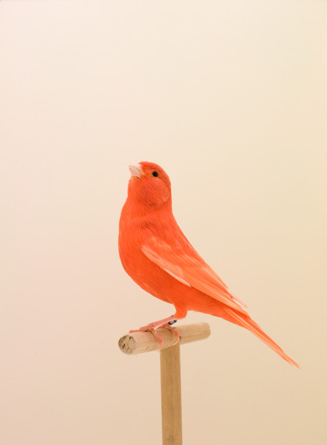 BIRD-2