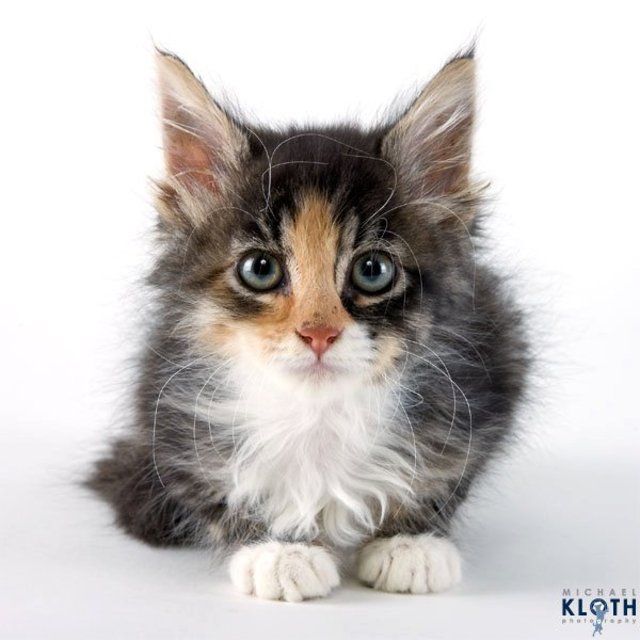 sheltercats06