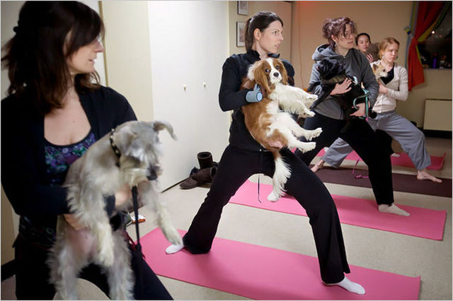 Yoga-para-perros