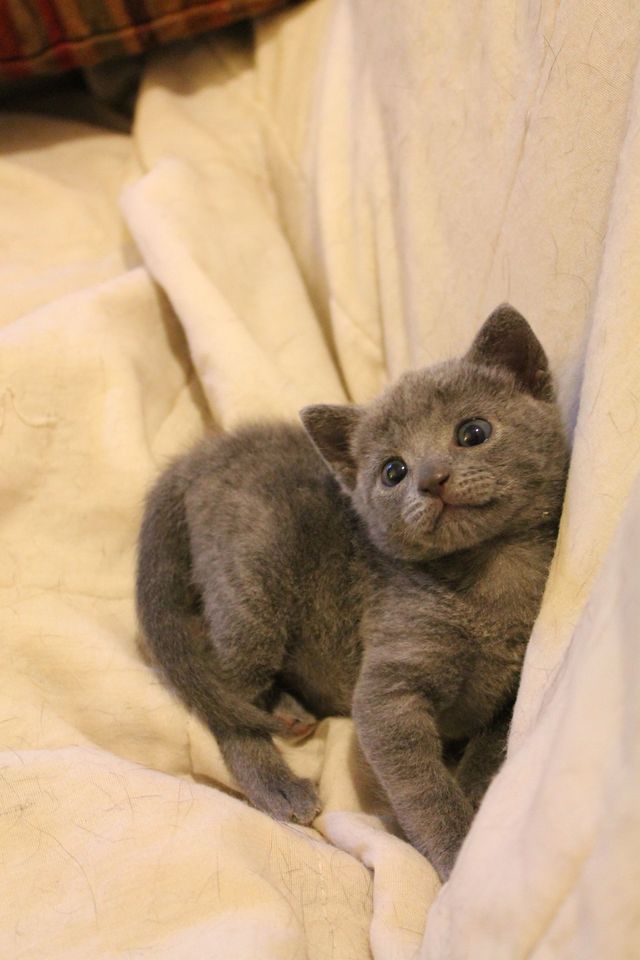 babies meow 