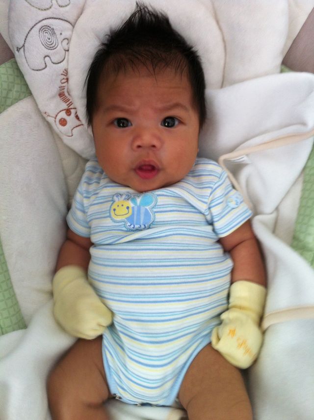 baby hawk