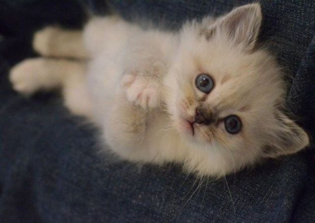 baby meow