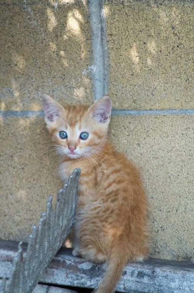 baby meow