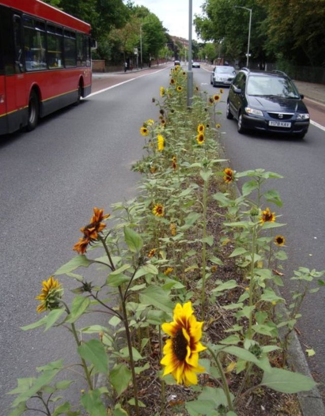 Guerilla-gardening-4