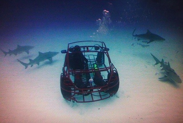 Shark week volkswagen