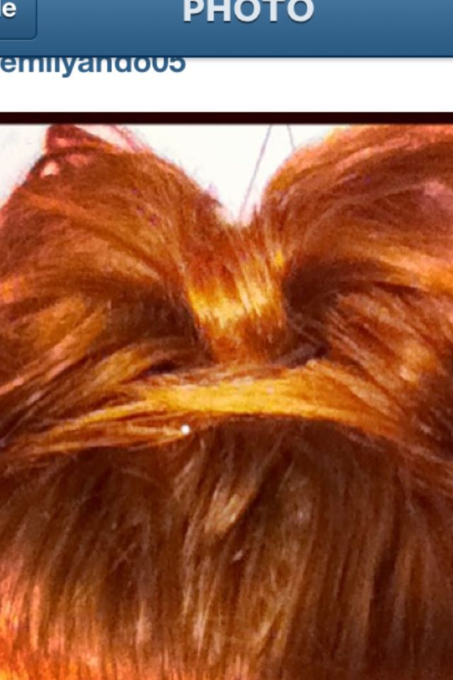 bun in a bow