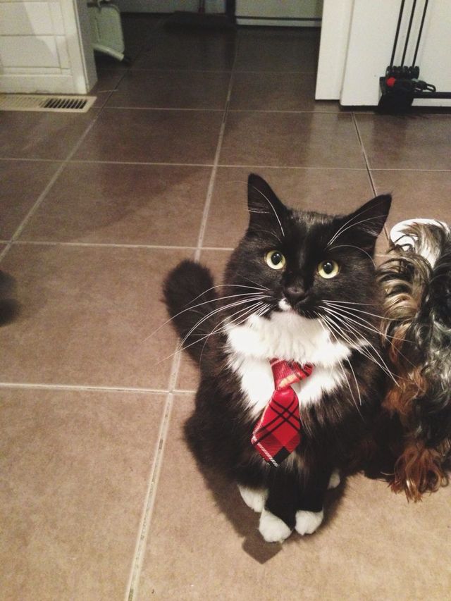 business meow